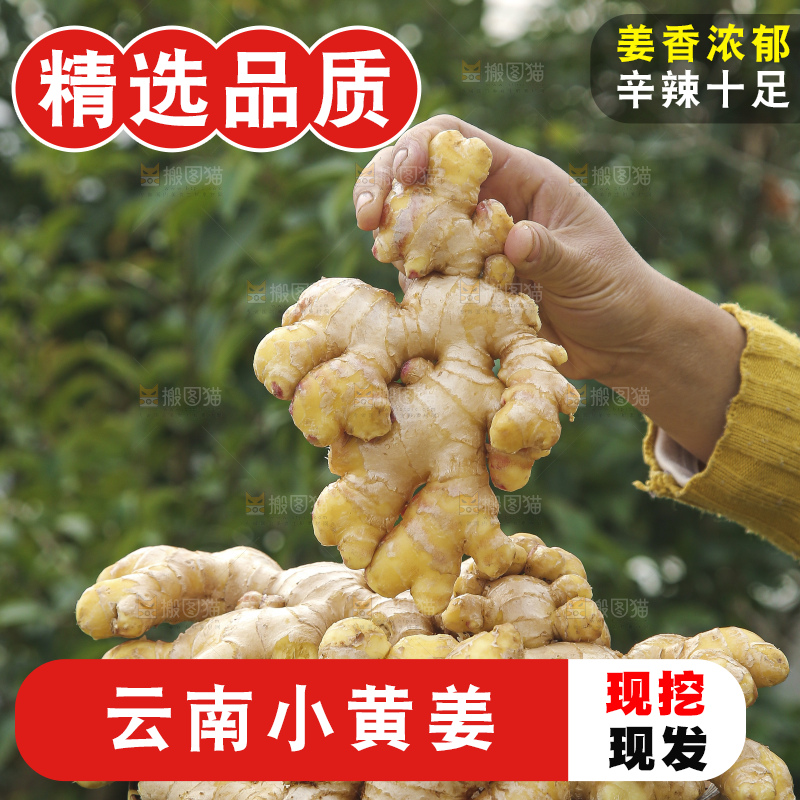 手上拿的小黄姜