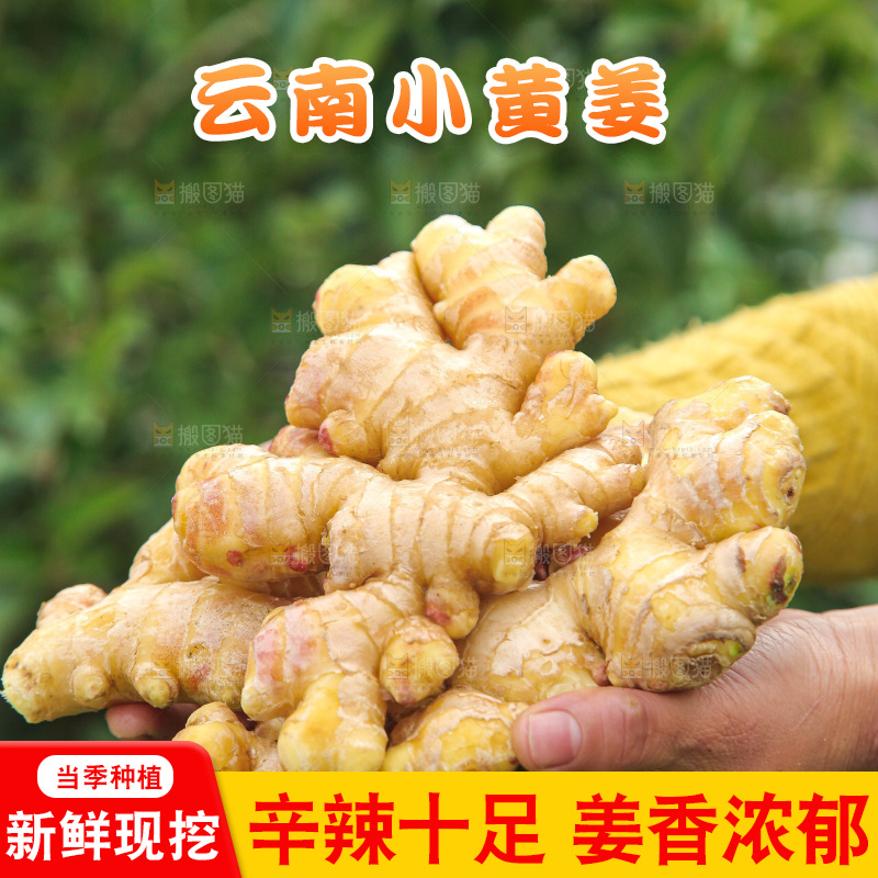 手上拿的小黄姜