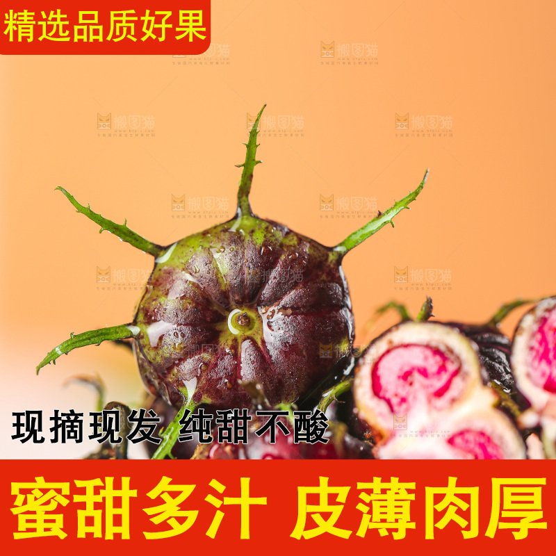 浅底上的红果参