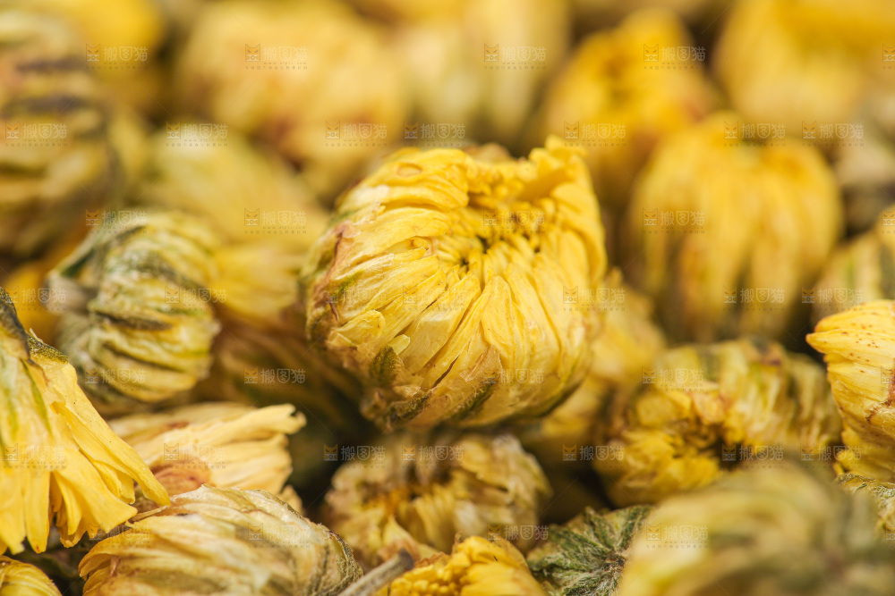 浅底上的胎菊