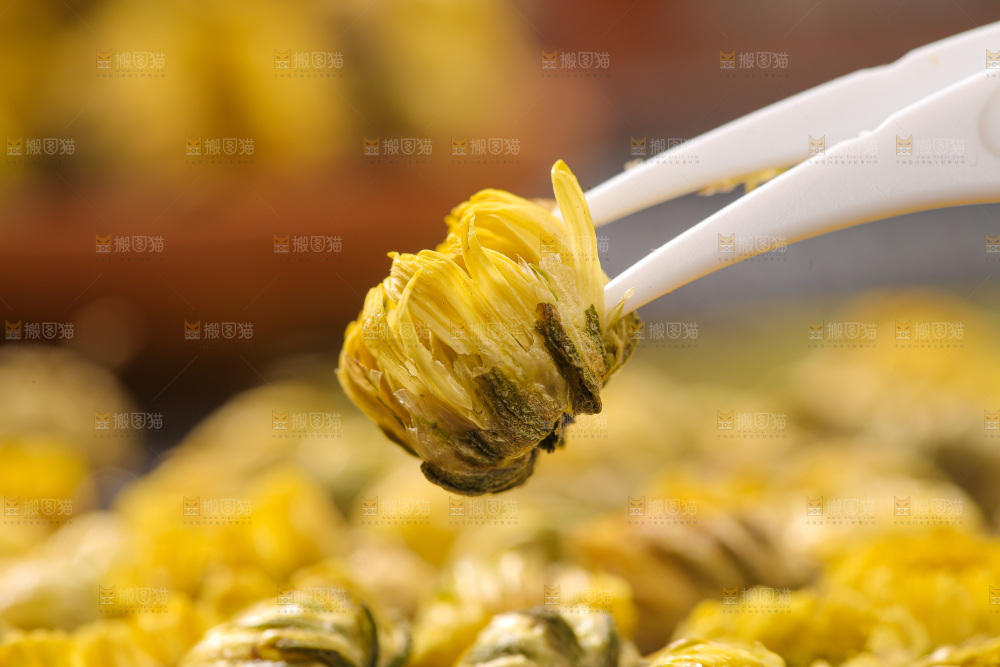 深底上的胎菊