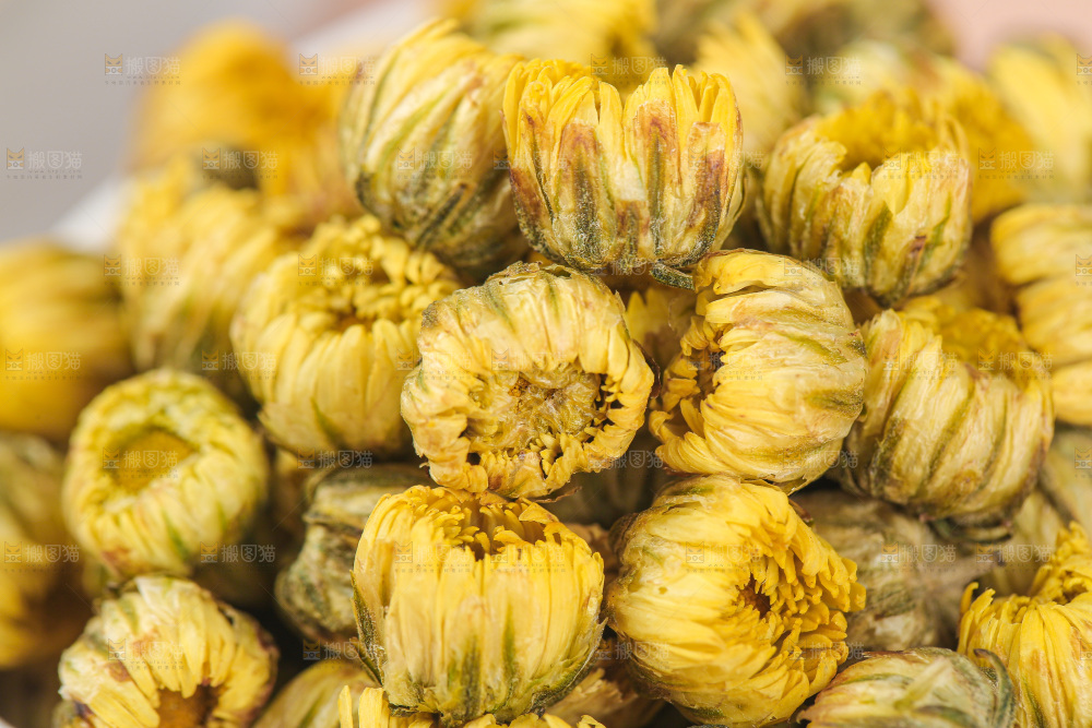 浅底上的胎菊