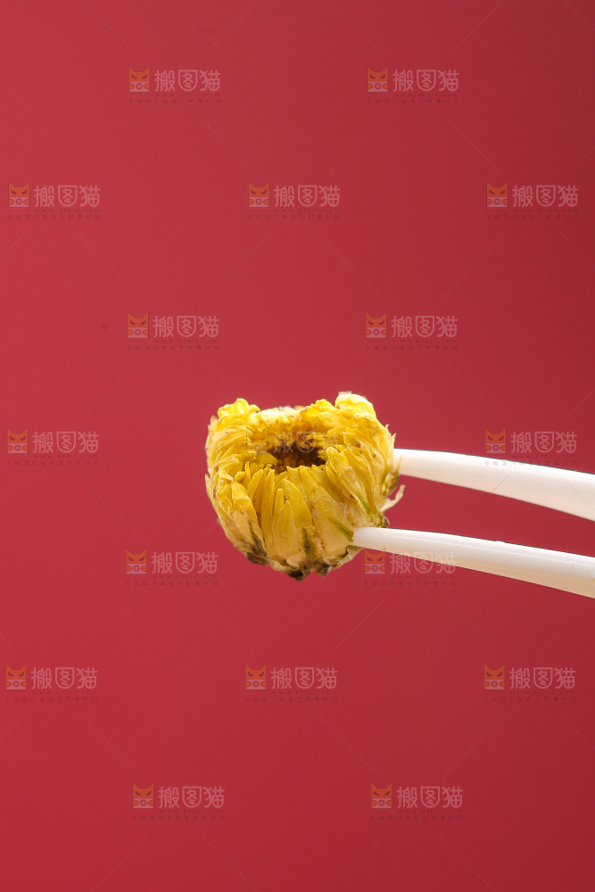 深底上的胎菊