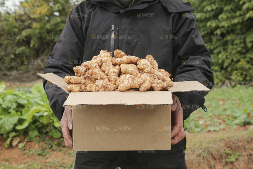 箱子里装着新鲜小黄姜