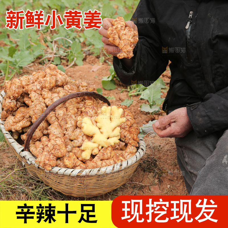 篮子里装着新鲜小黄姜