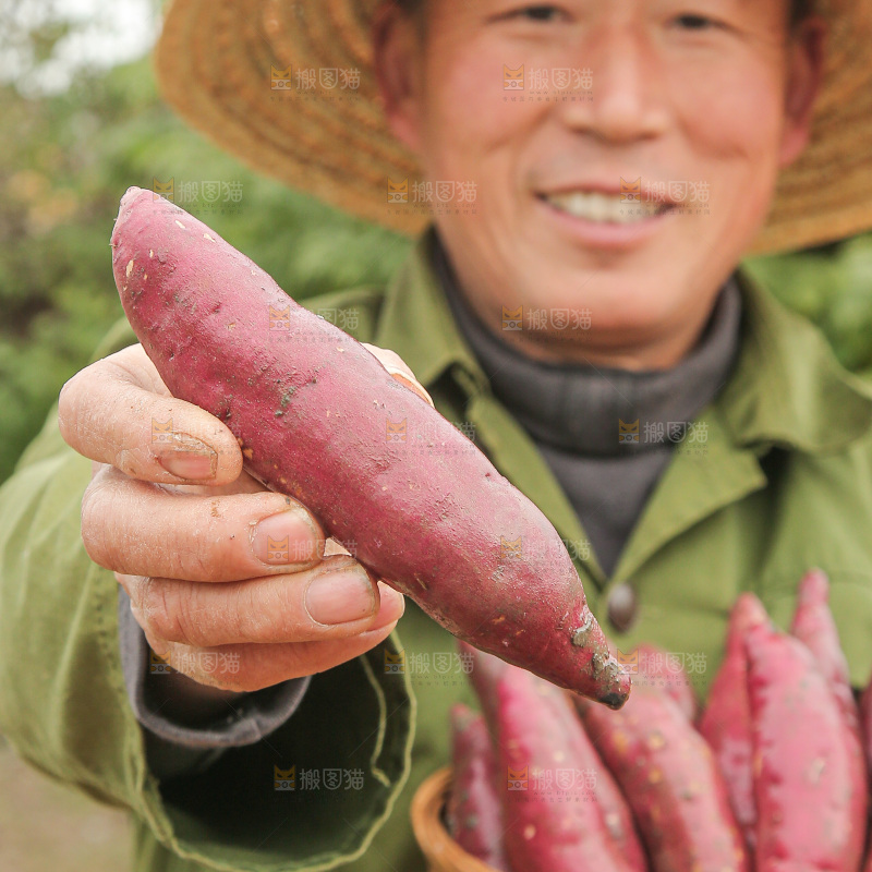 地里新挖的红瑶蜜薯