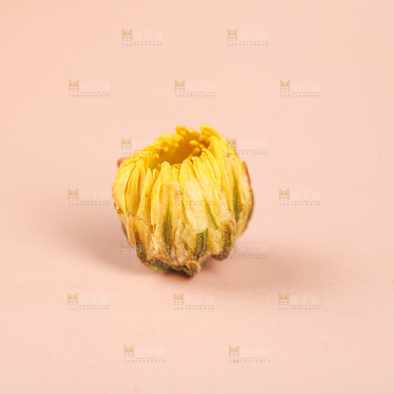 浅底上的胎菊