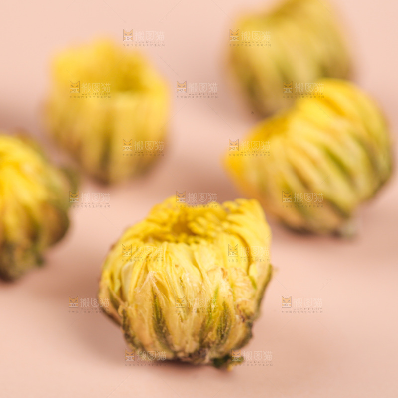 浅底上的胎菊