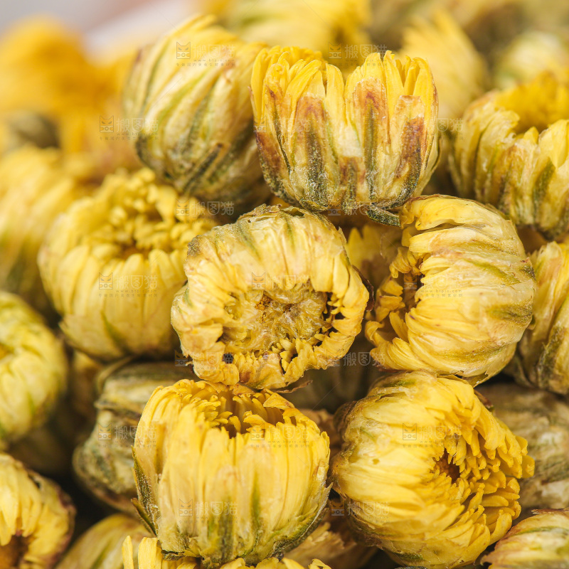 浅底上的胎菊