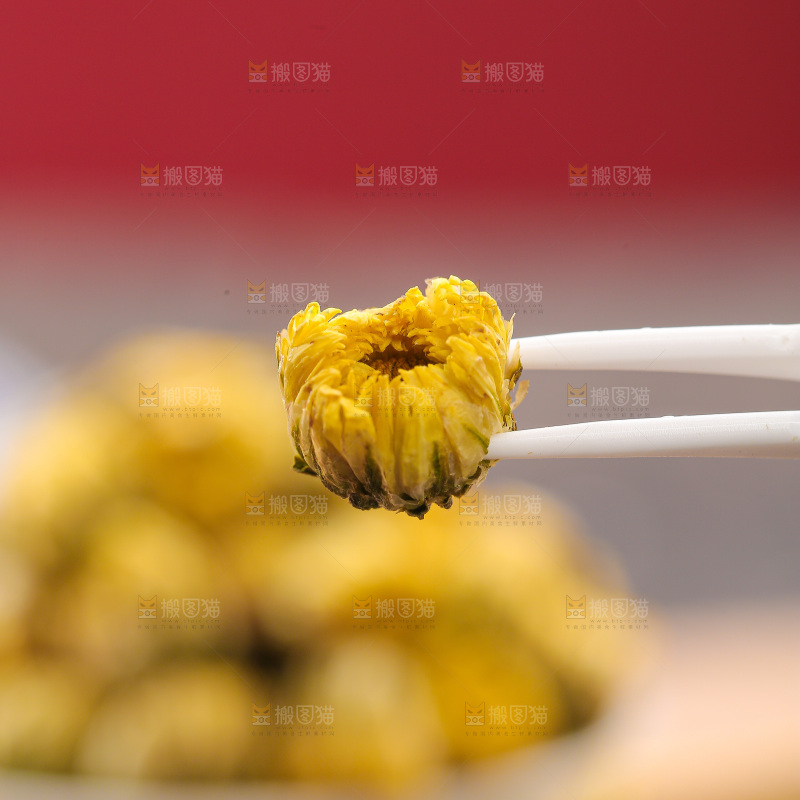 深底上的胎菊