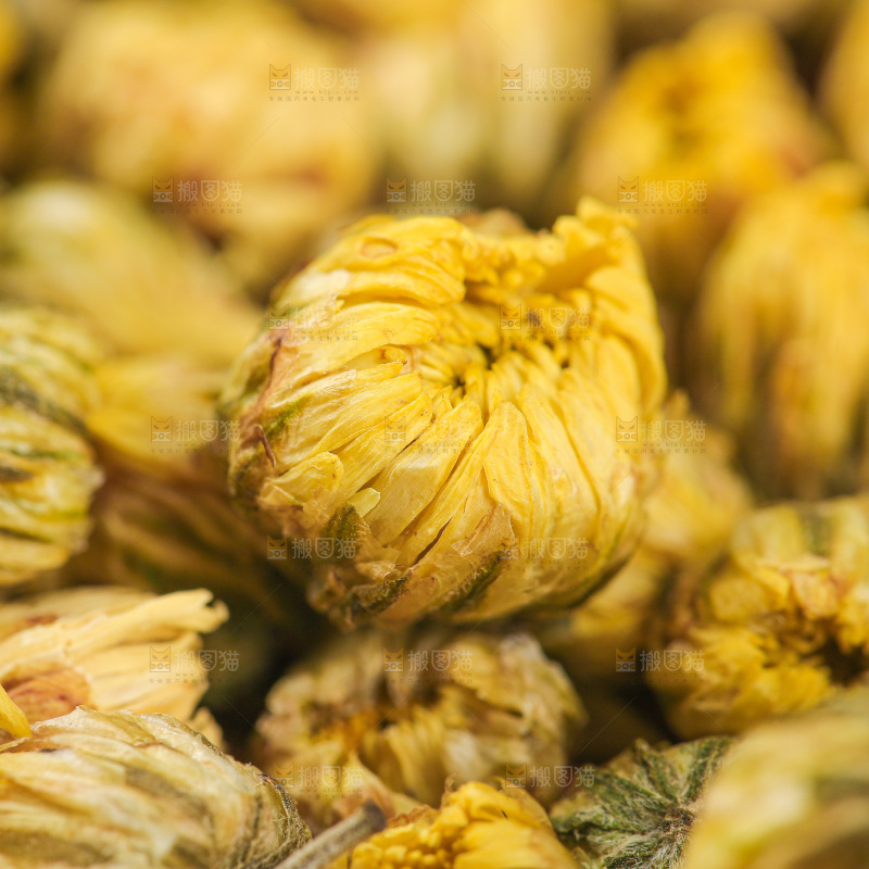 浅底上的胎菊