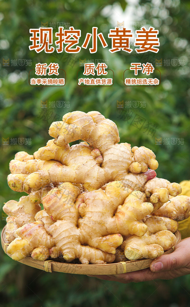 现挖小黄姜详情页