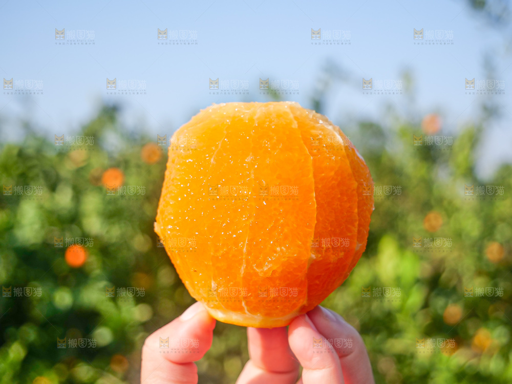 赣南脐橙