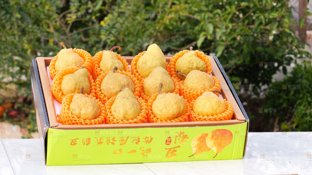浅底上的新鲜丑梨