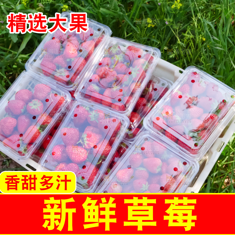 现摘新鲜草莓