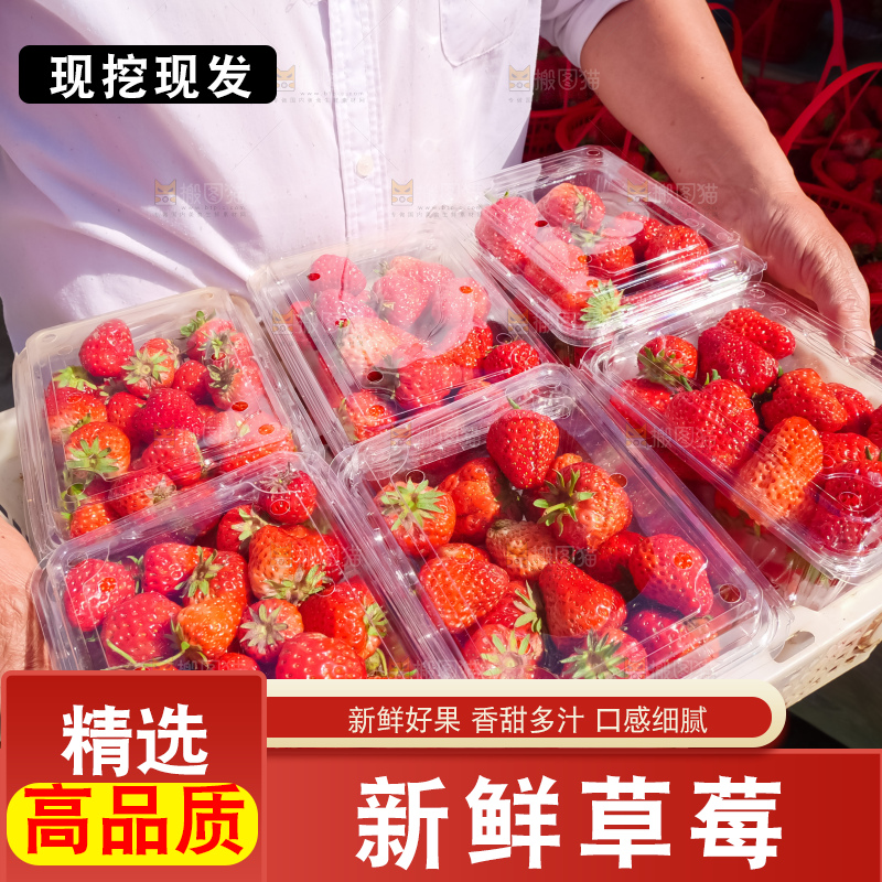 现摘新鲜草莓