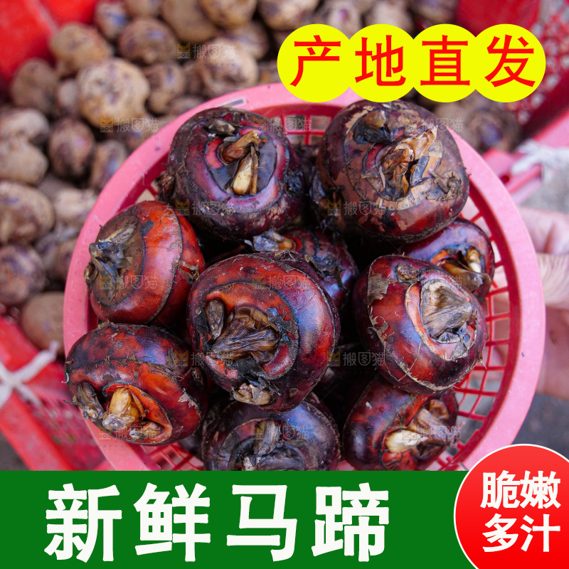 浅底上的马蹄
