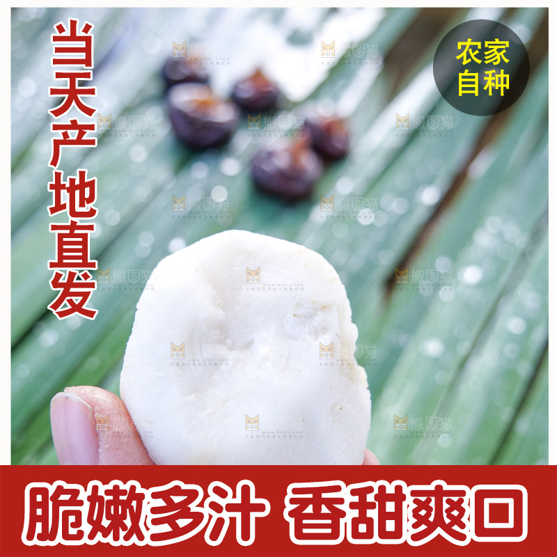 浅底上的马蹄