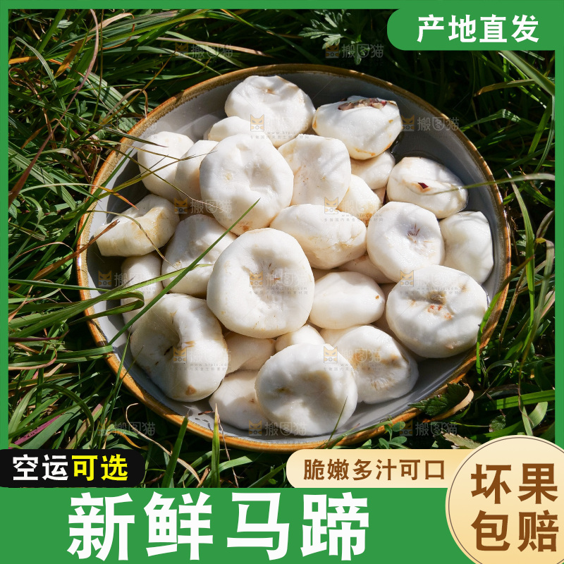 浅底上的马蹄