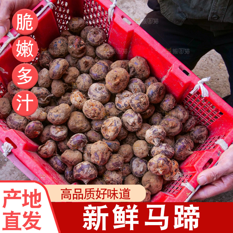 浅底上的马蹄