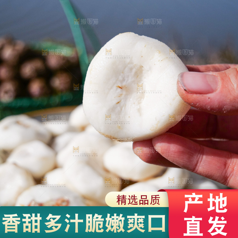 浅底上的马蹄