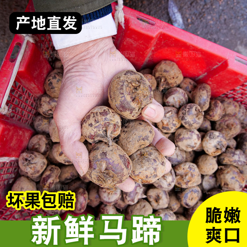 浅底上的马蹄