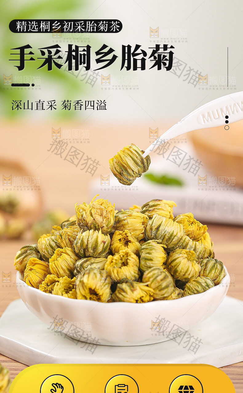 胎菊详情