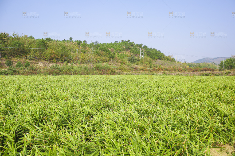 小黄姜产地