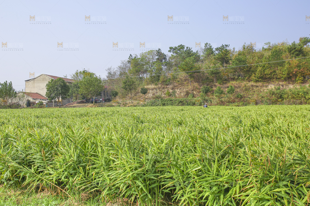 小黄姜产地