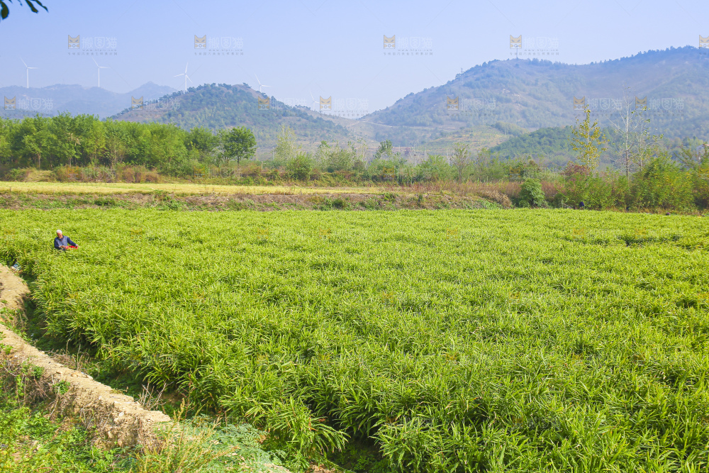 小黄姜产地