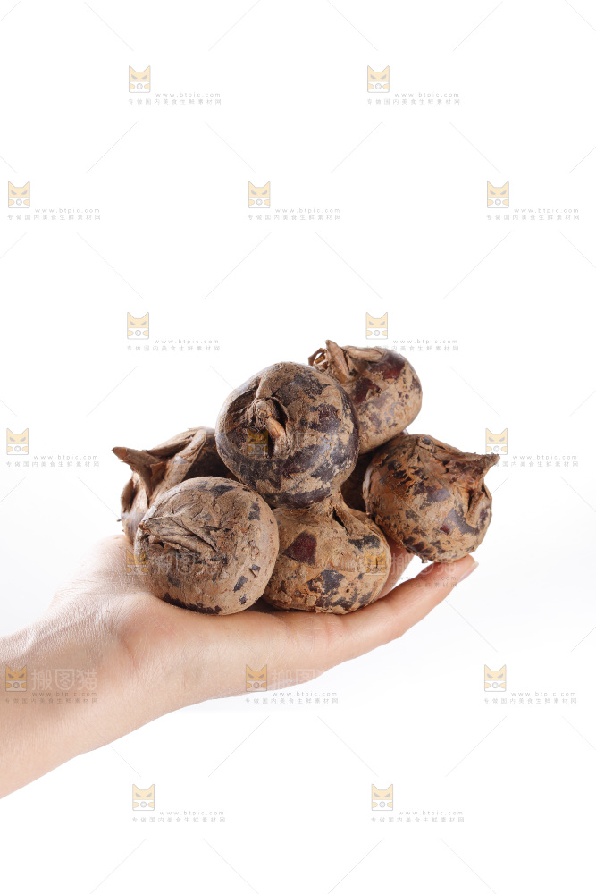 白底上的马蹄