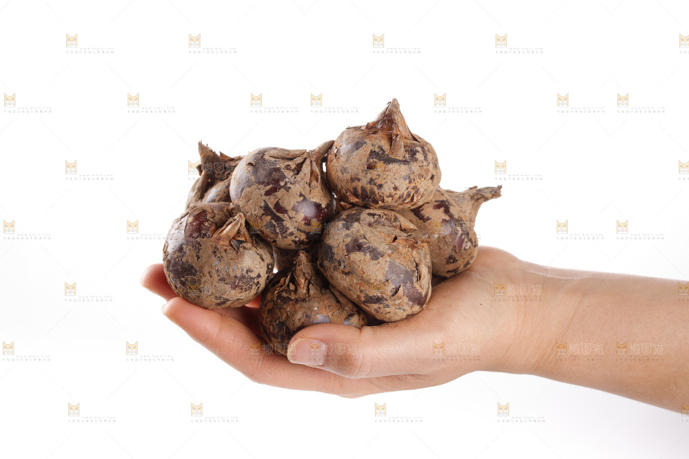 白底上的马蹄