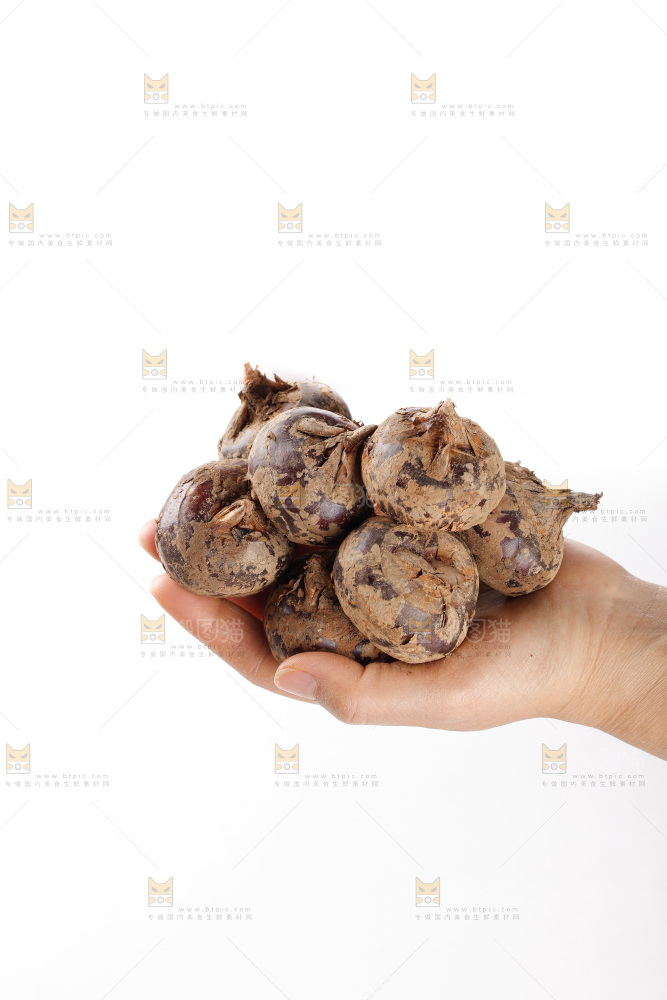 白底上的马蹄