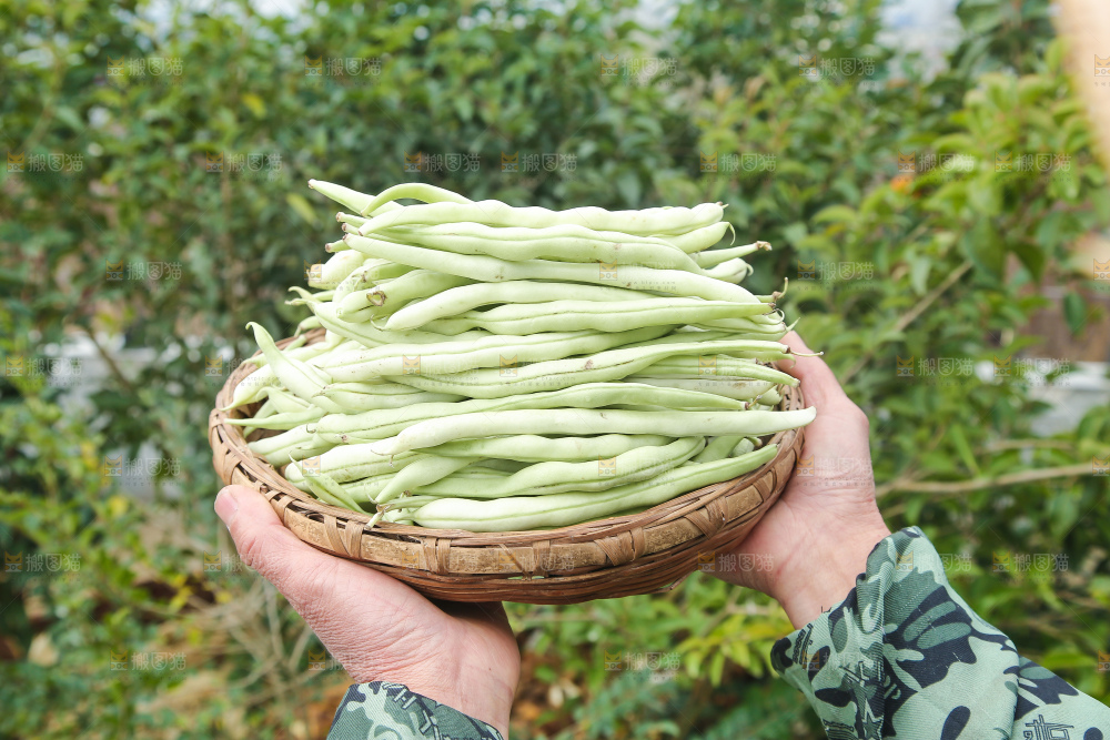 新鲜采摘的白芸豆角
