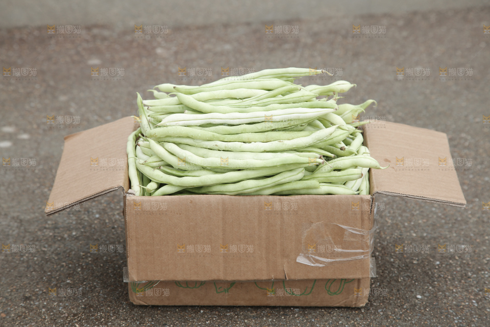 新鲜采摘的白芸豆角