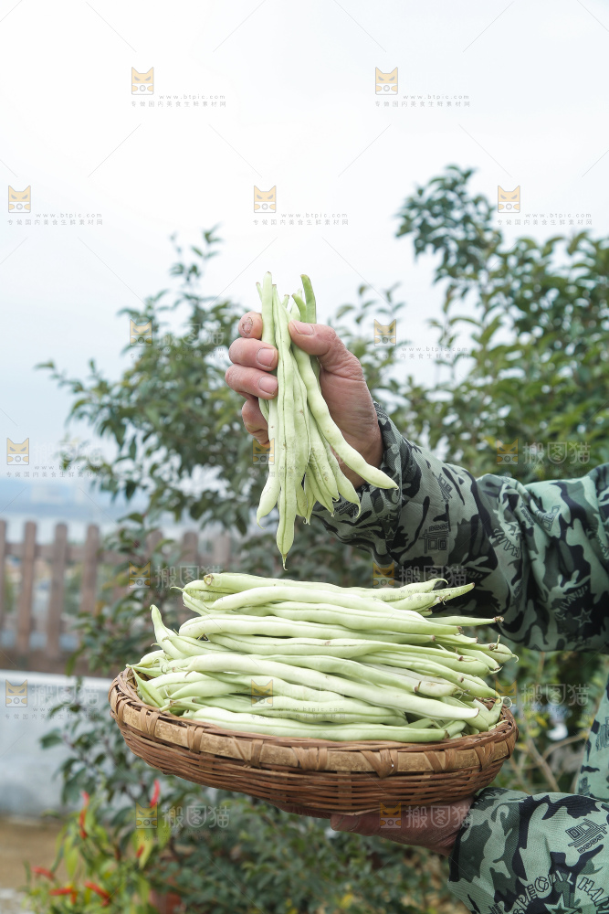 新鲜采摘的白芸豆角
