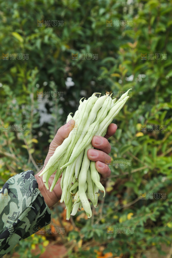 新鲜采摘的白芸豆角