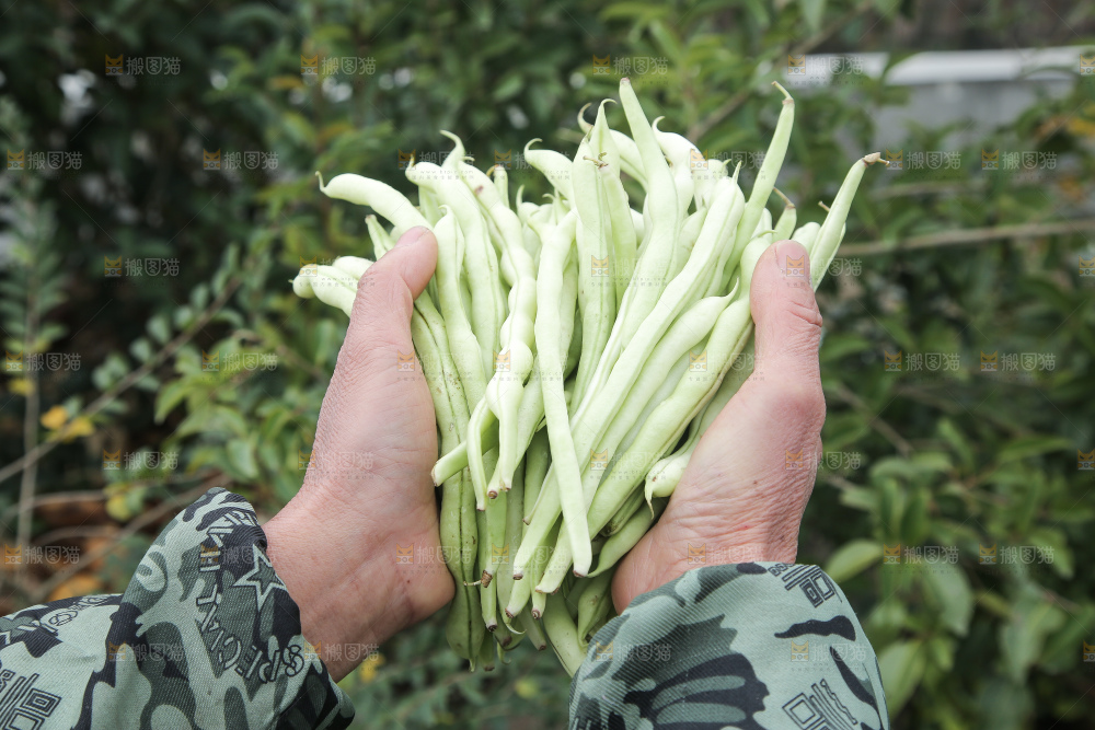 新鲜采摘的白芸豆角