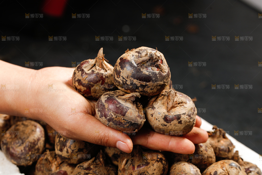 深底上的马蹄