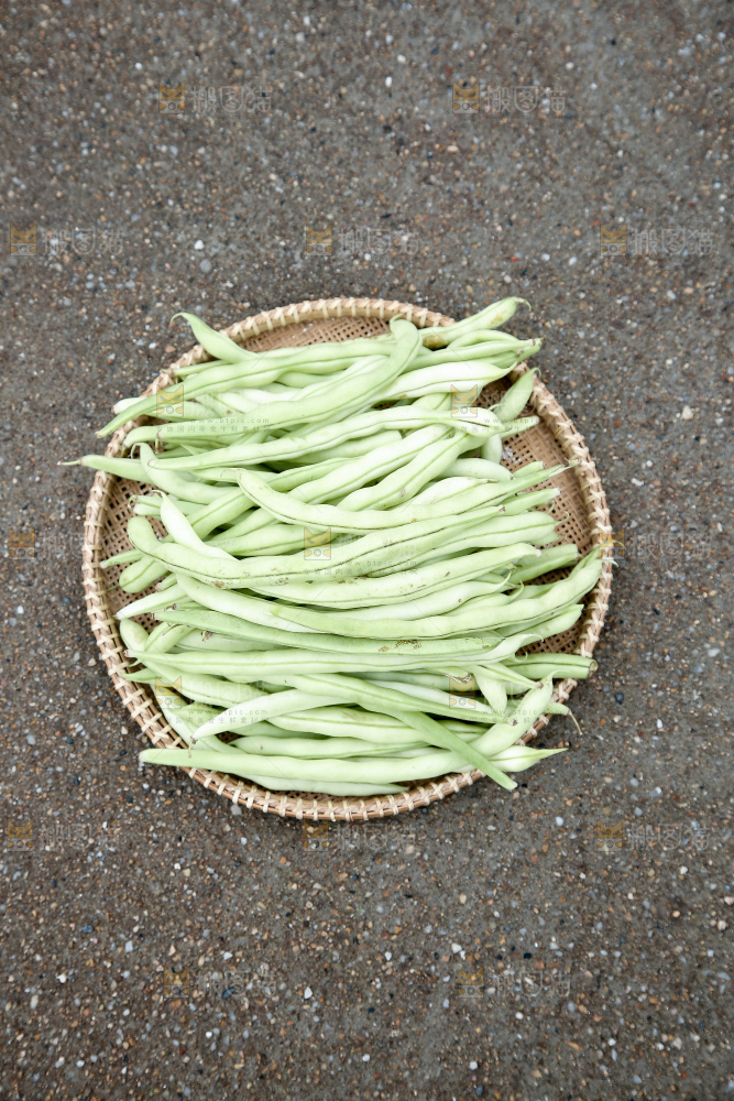 新鲜采摘的白芸豆角