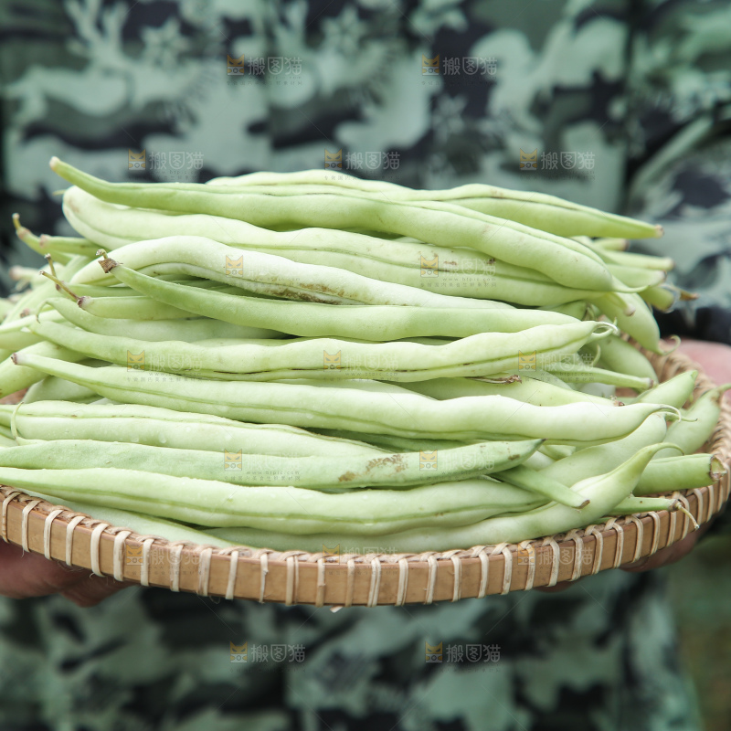 新鲜采摘的白芸豆角
