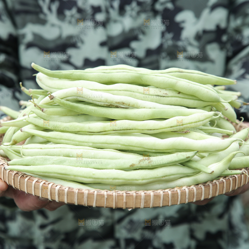 新鲜采摘的白芸豆角