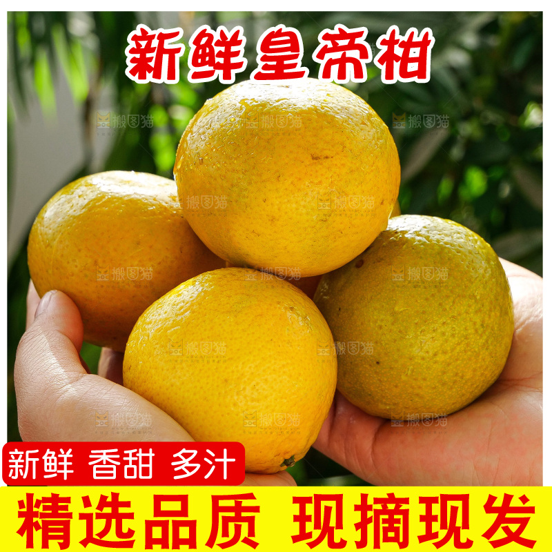 手里拿着皇帝柑