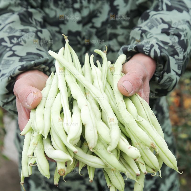 新鲜采摘的白芸豆角