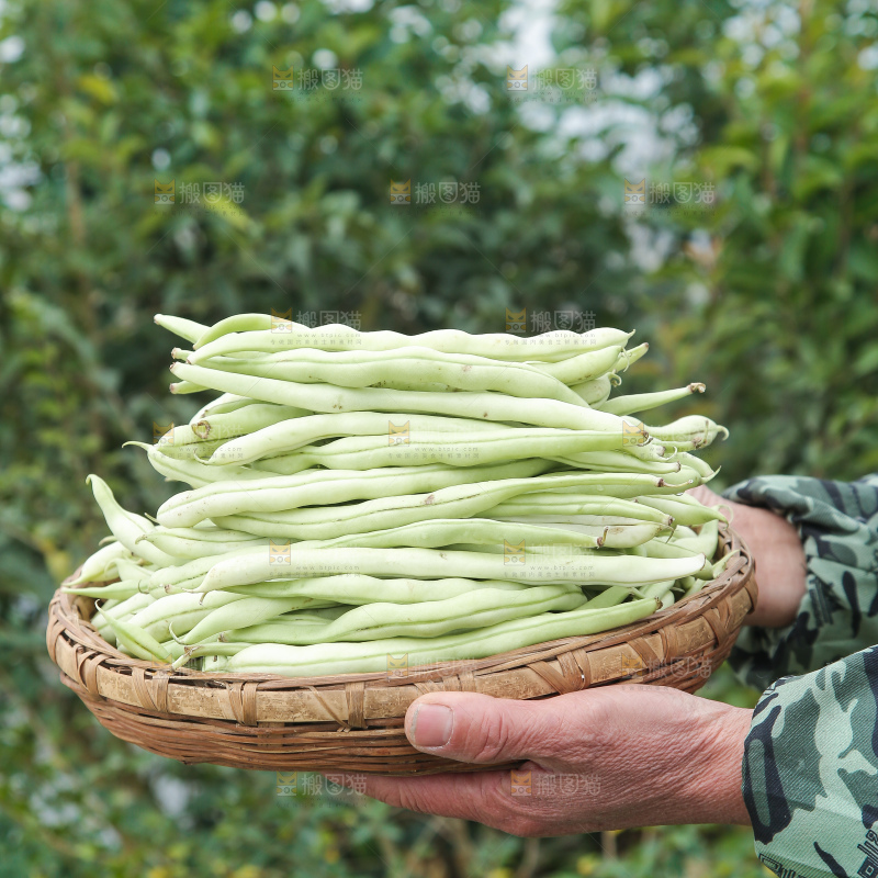 新鲜采摘的白芸豆角