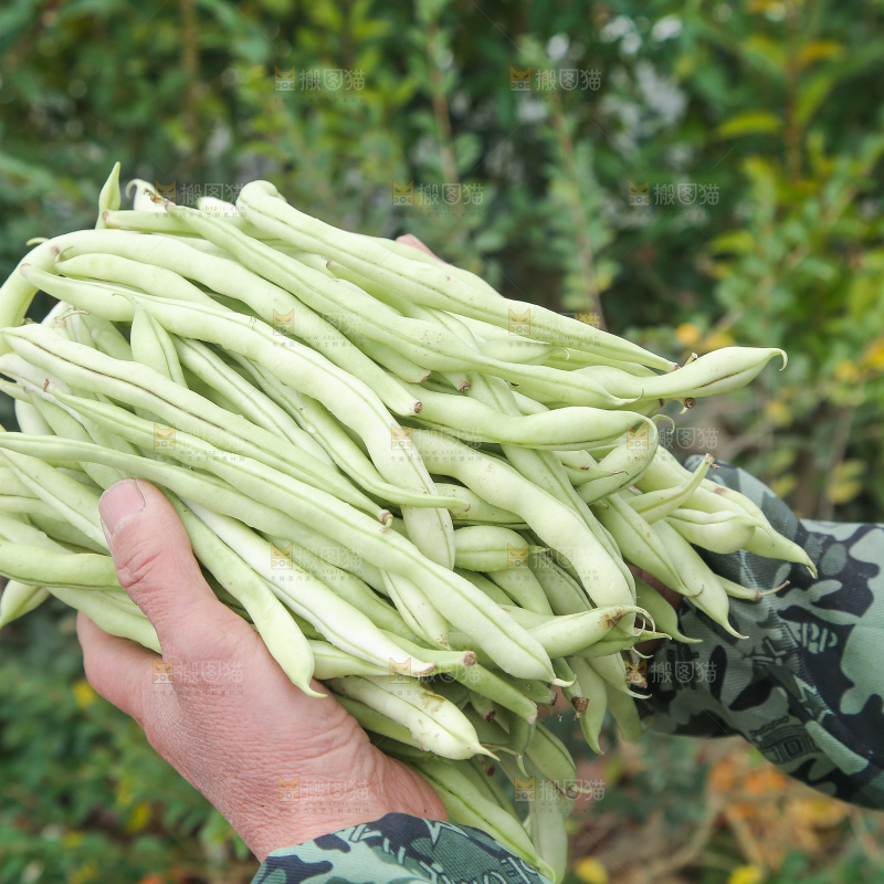 新鲜采摘的白芸豆角