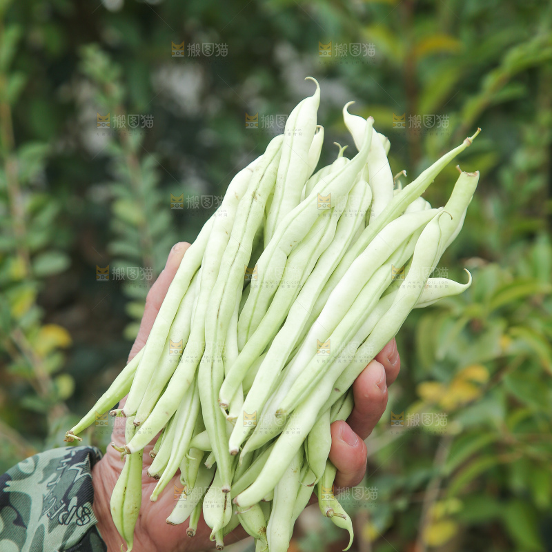 新鲜采摘的白芸豆角