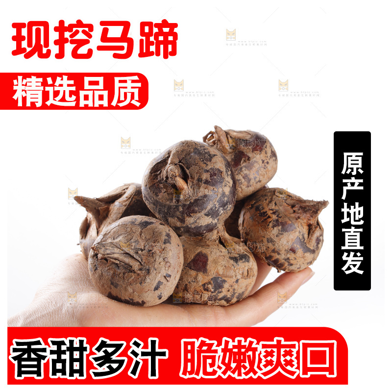 白底上的马蹄