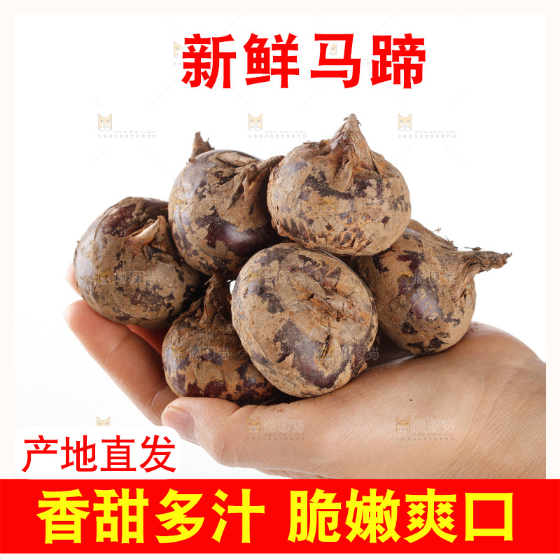 白底上的马蹄