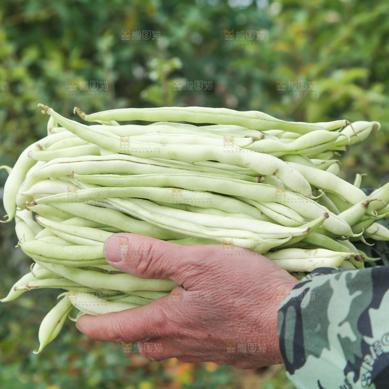 新鲜采摘的白芸豆角